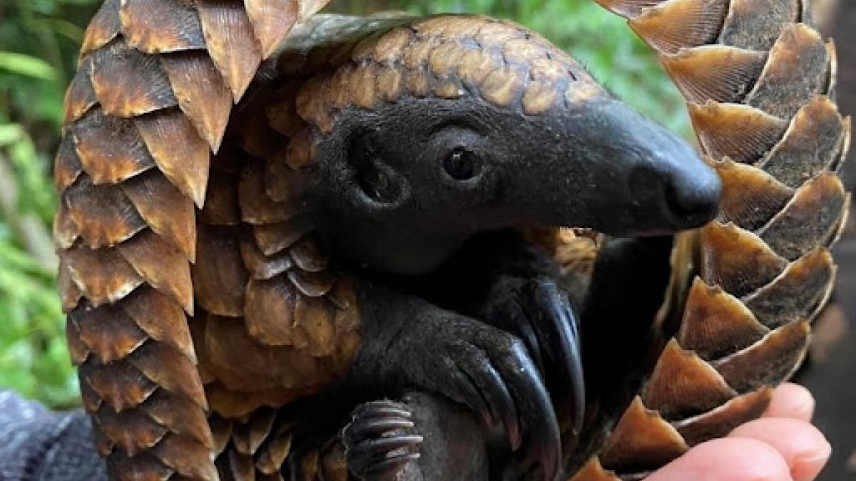 Pangolins (pictured is a black-bellied pangolin, native to Central and West Africa) are one of the most trafficked mammals in the world, valued for its meat and scales. Illegal trade in wildlife threatens local and global security as well as the essential services nature provides. USAID helps partner countries fight wildlife trafficking for a safer and healthier world. 