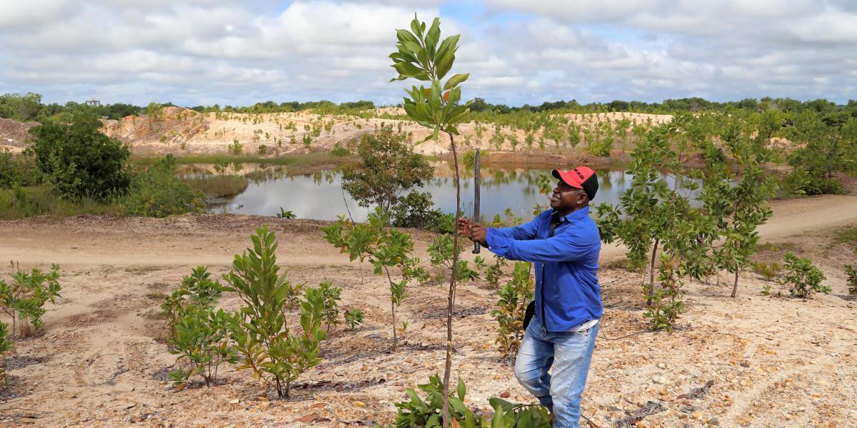 A man tends newly-planted Acacia trees in an arid landscape