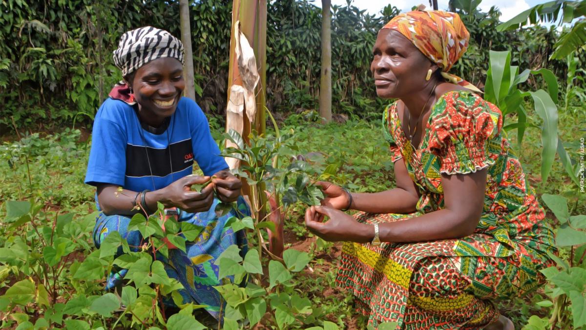 Two female farmers inspect the beans they planted among their coffee trees.