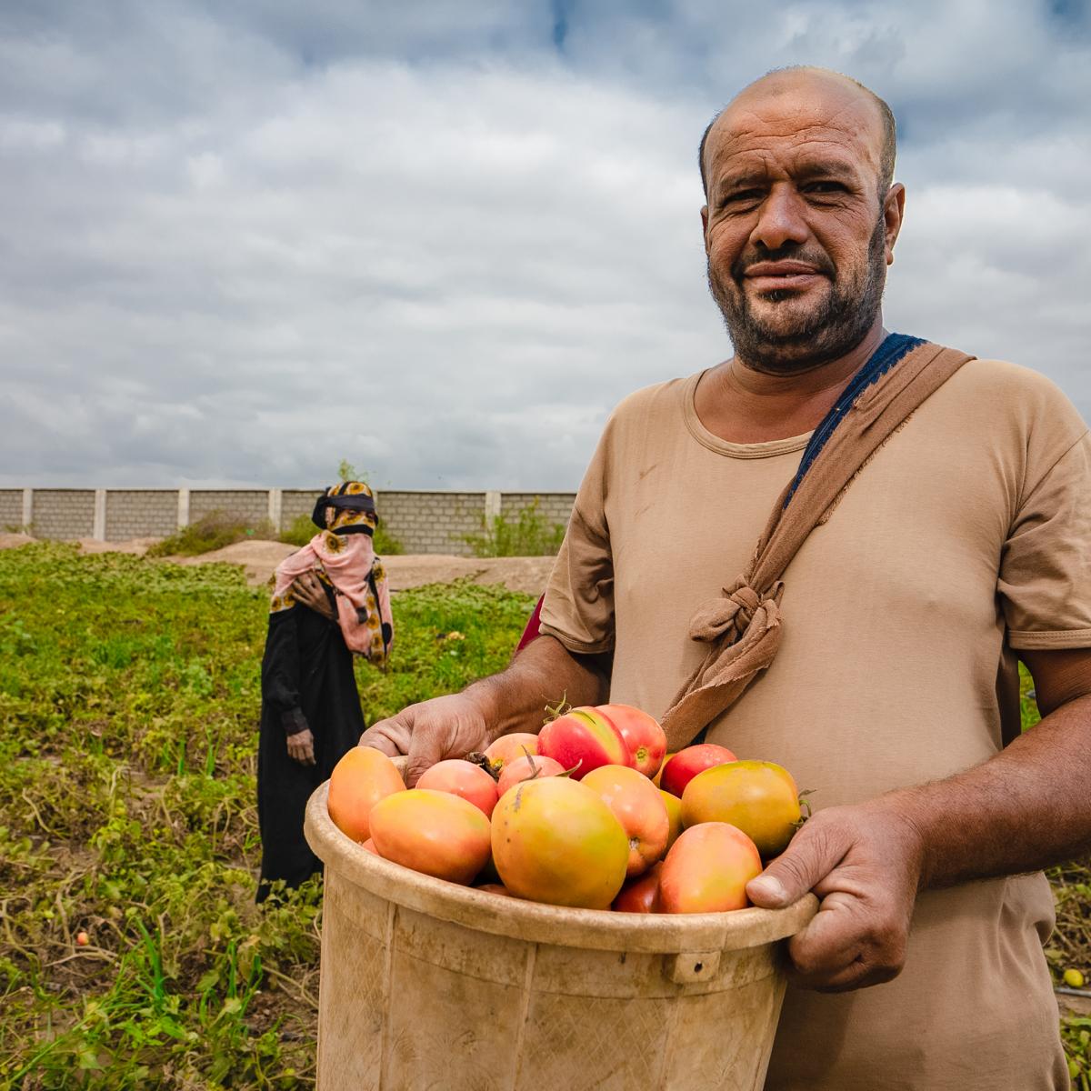 Farm worker harvesting ripe tomatoes