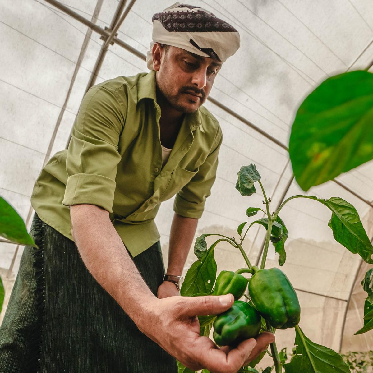 Farmer in a greenhouse observing a green pepper. 