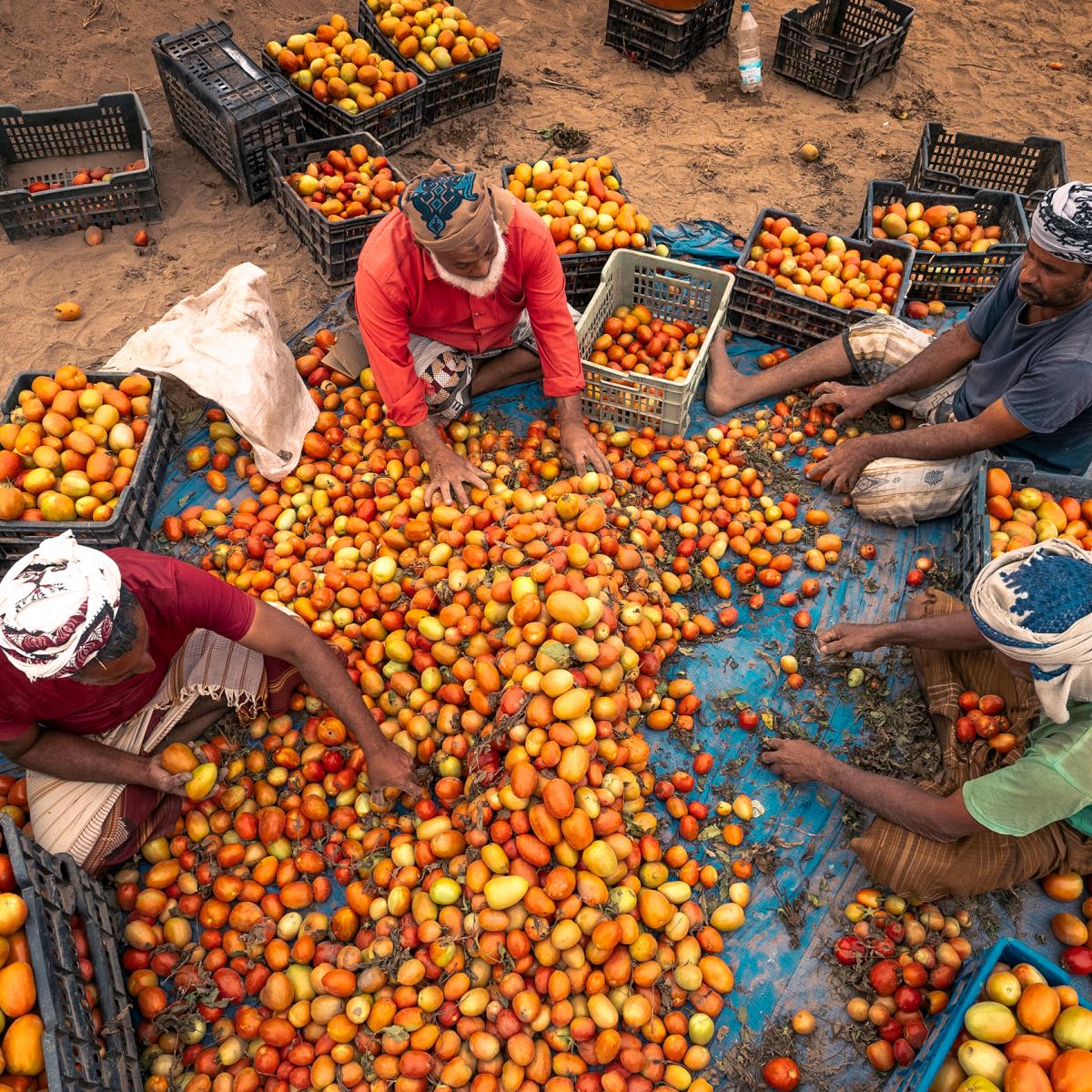 Farm workers harvesting tomatoes in Lahj