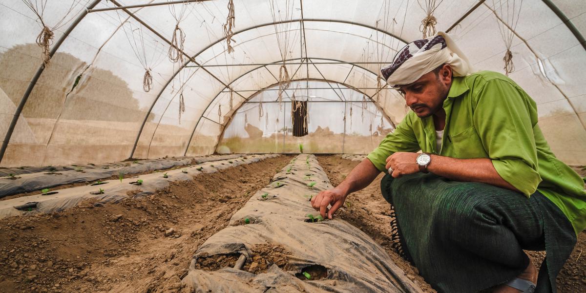 Farmer in greenhouse in Lahj
