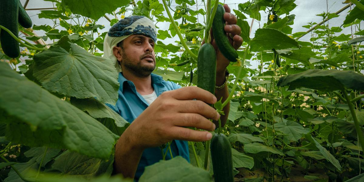 Farmer observing cucumbers in greenhouse