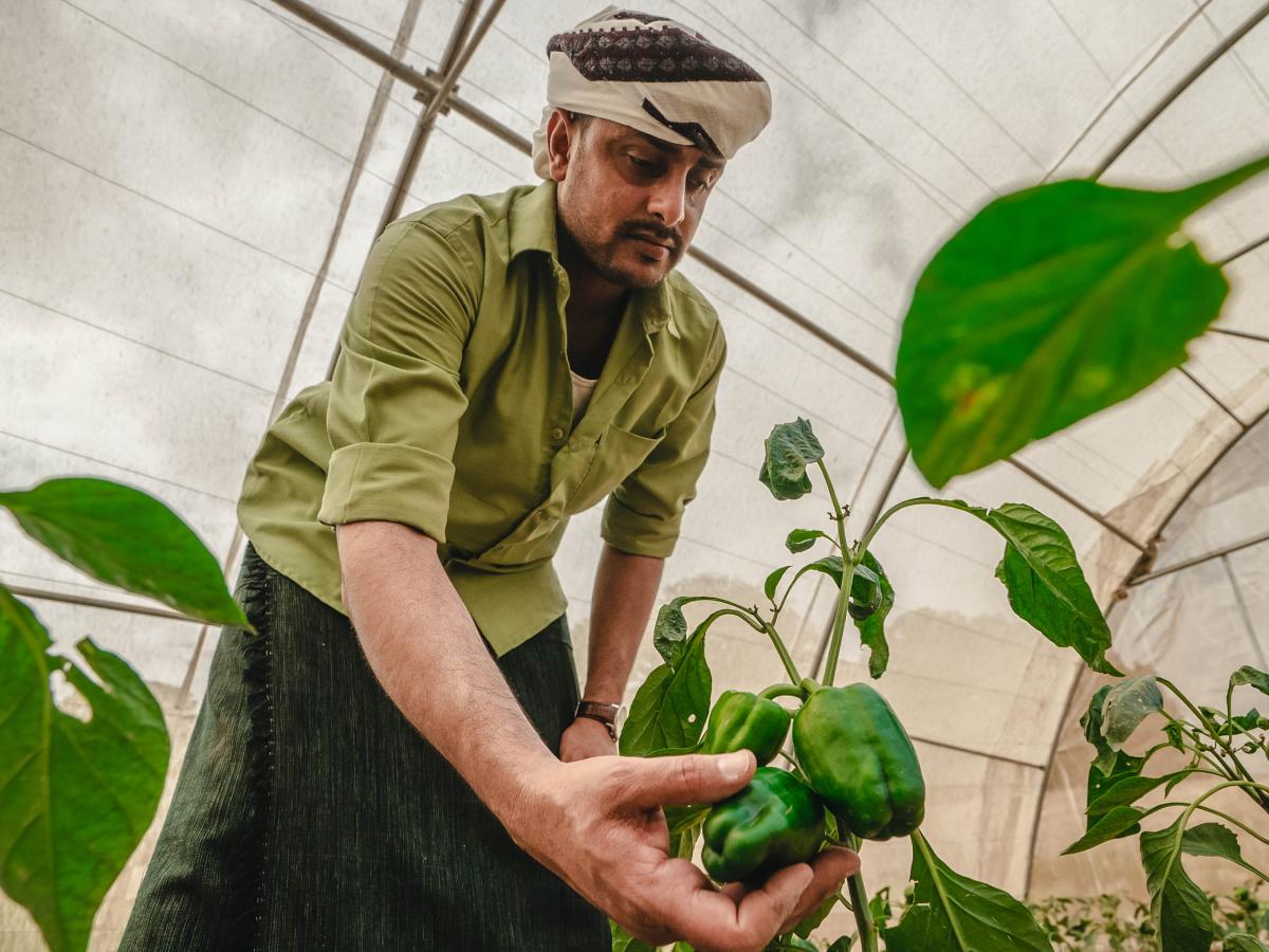 Farmer observing green peppers in his greenhouse in Lahj