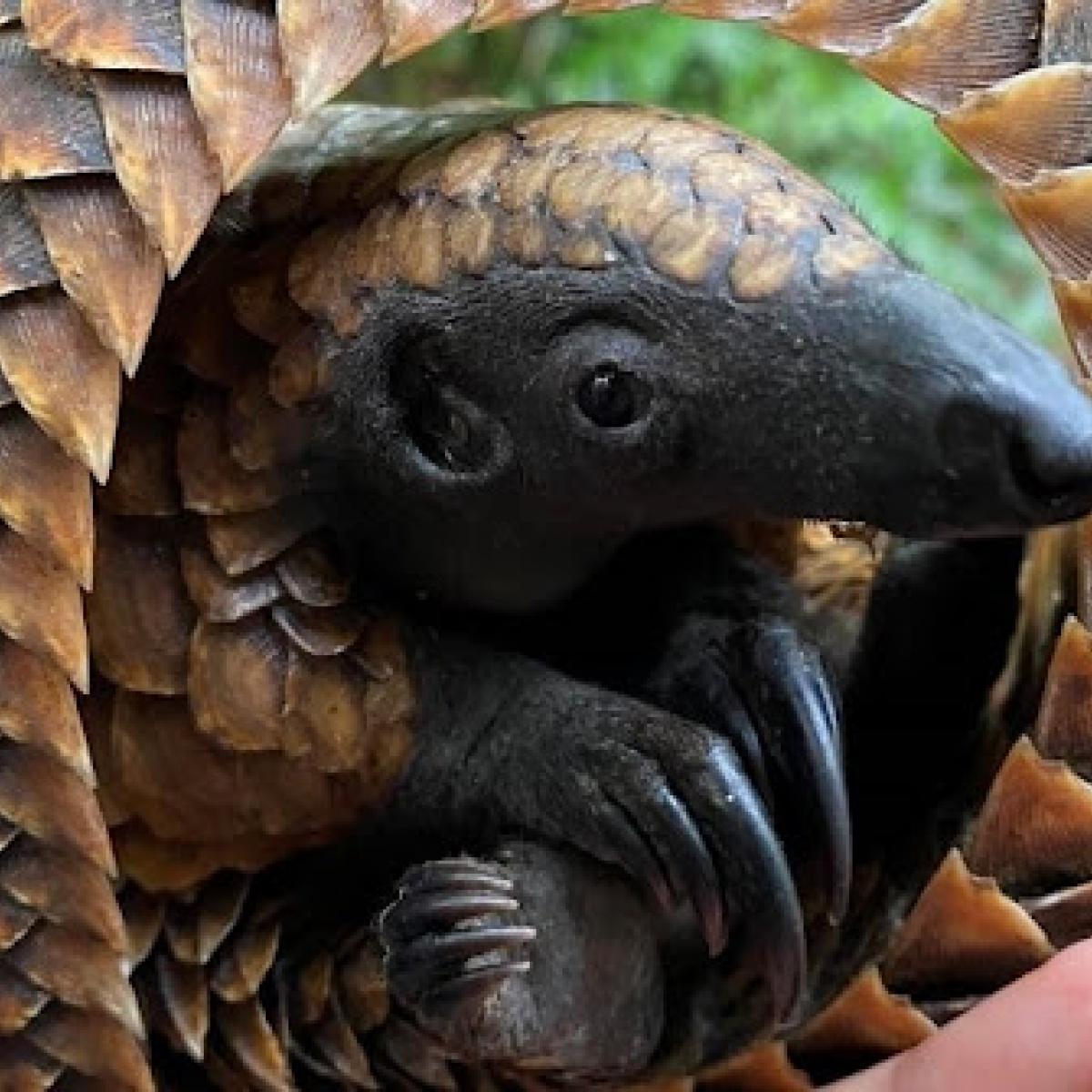 Pangolins (pictured is a black-bellied pangolin, native to Central and West Africa) are one of the most trafficked mammals in the world, valued for its meat and scales. Illegal trade in wildlife threatens local and global security as well as the essential services nature provides. USAID helps partner countries fight wildlife trafficking for a safer and healthier world. 