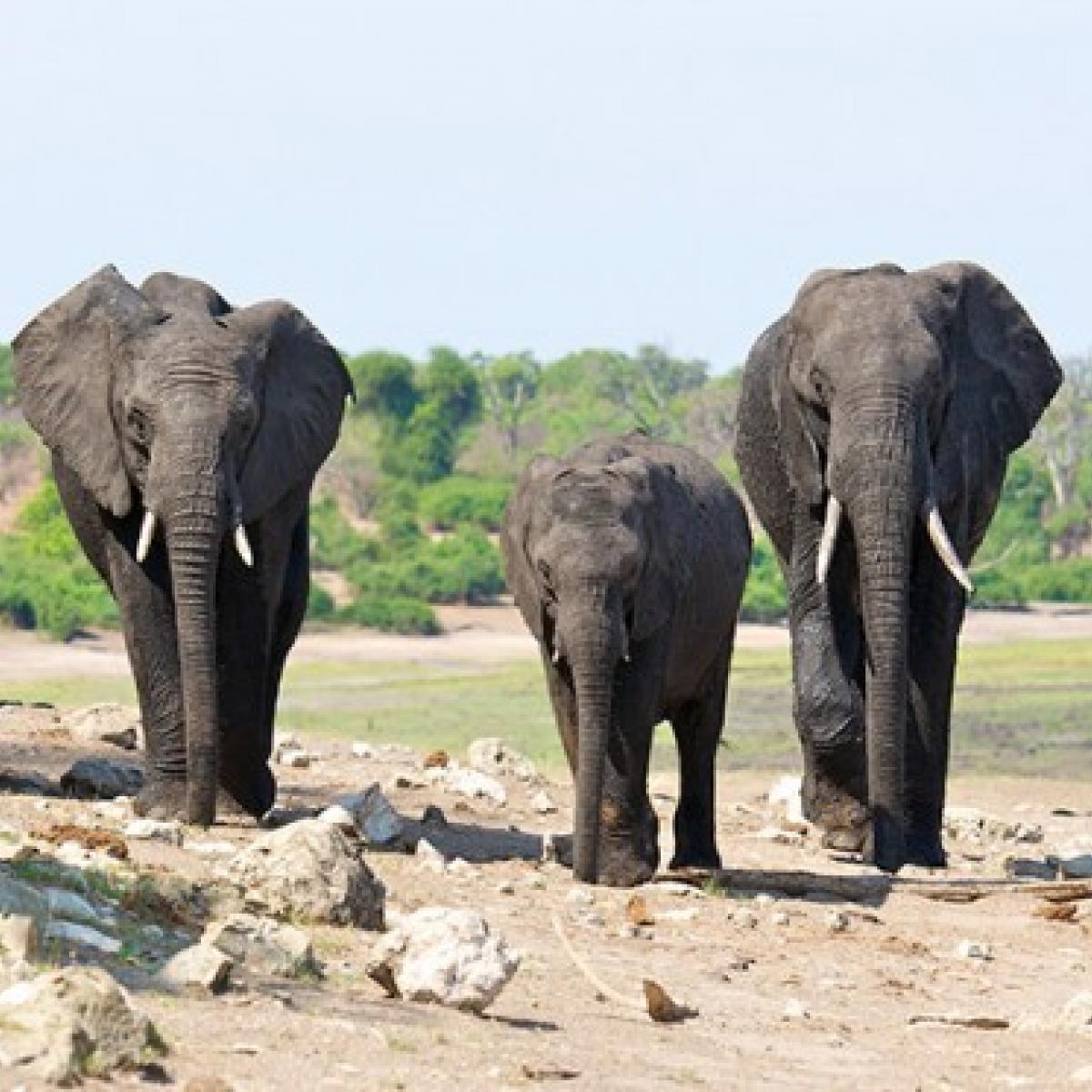 Elephants in the KAZA Transfrontier Conservation Area