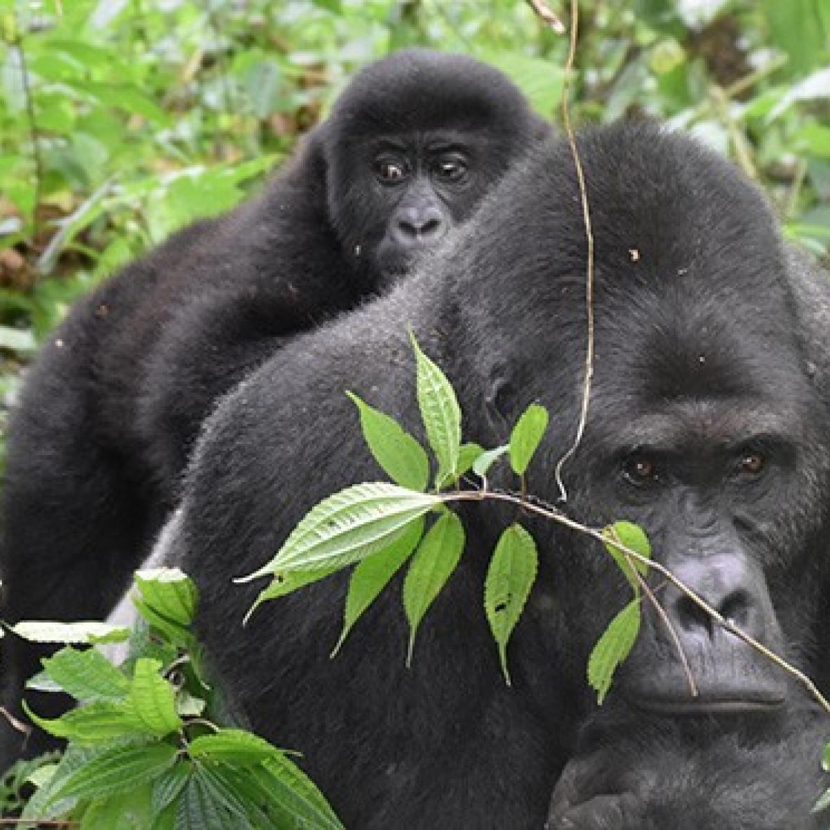 Gorillas are one of the many animals whose populations and habitats are better managed and protected through USAID’s work in Central Africa.