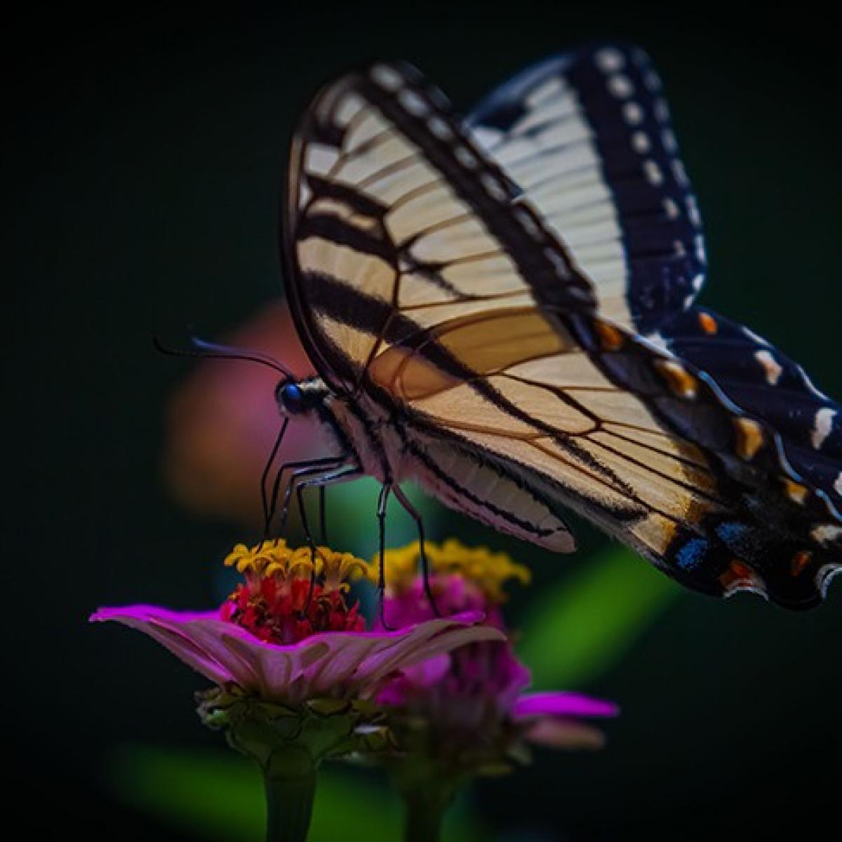 Eastern tiger swallowtail (Papilio glaucus) drinking nectar from zinnia flower.