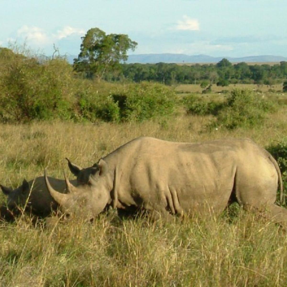 Rhinos in the Maasai Mara