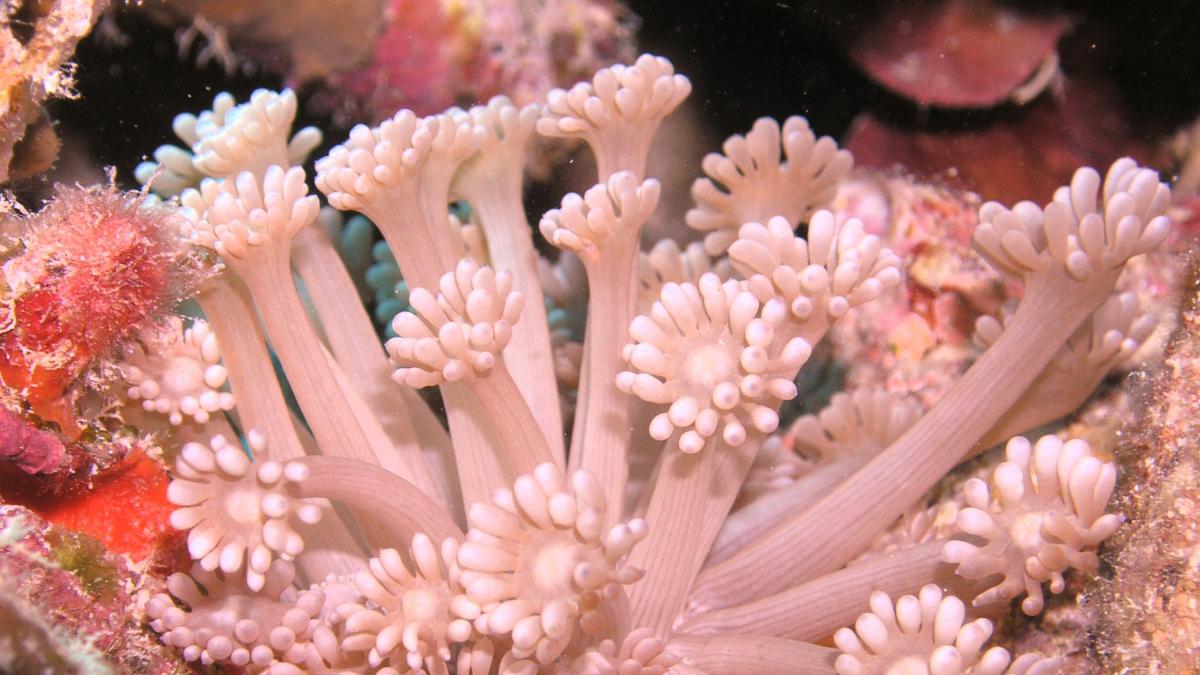 The Red Sea’s beautiful coral reefs may be some of the last reefs in the world to withstand the impacts of climate change.