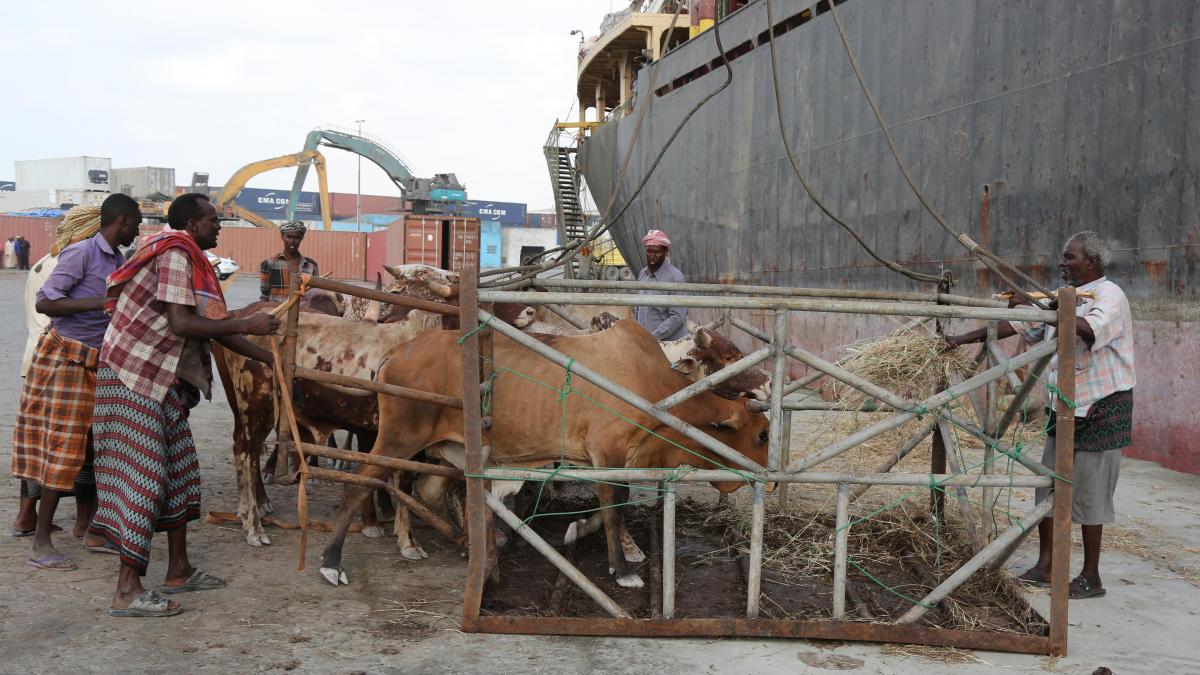 Dock workers guide cattle to a lift that loads them onto a ship headed for the Middle East. 
