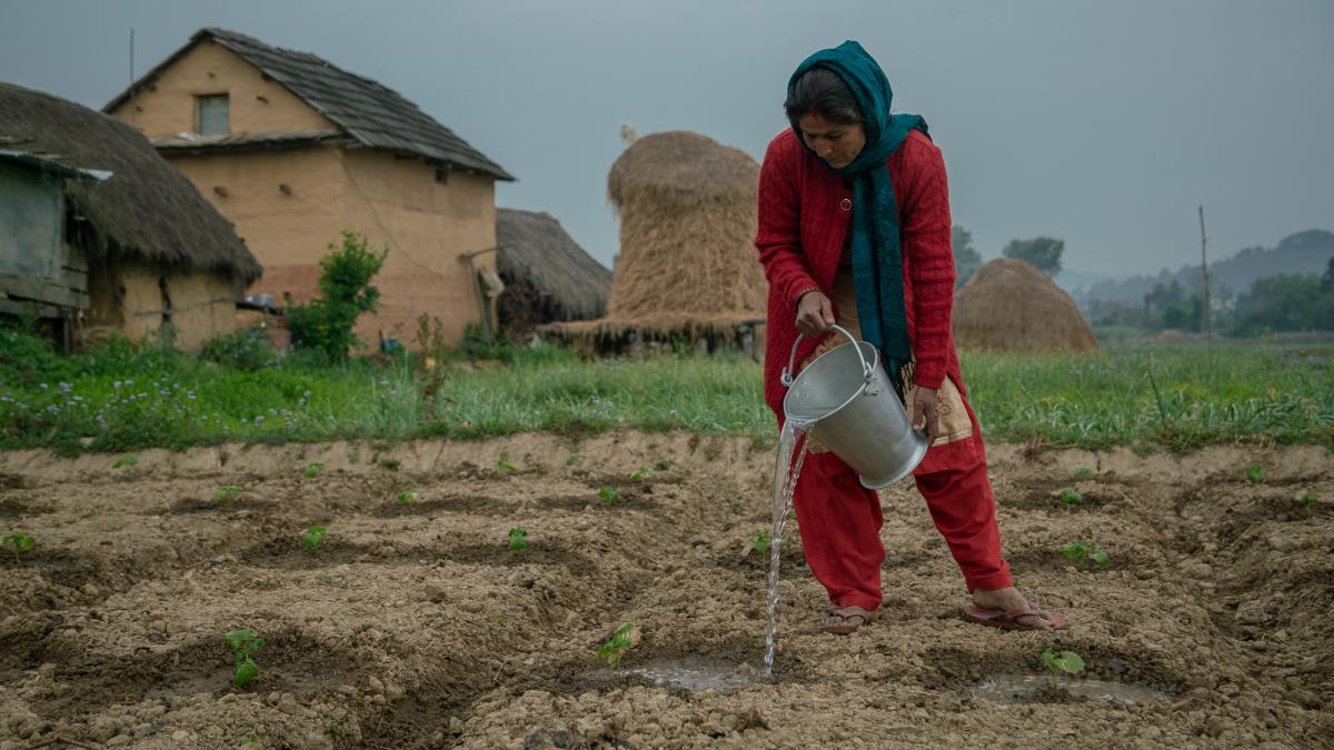 Woman watering field using a bucket of water.