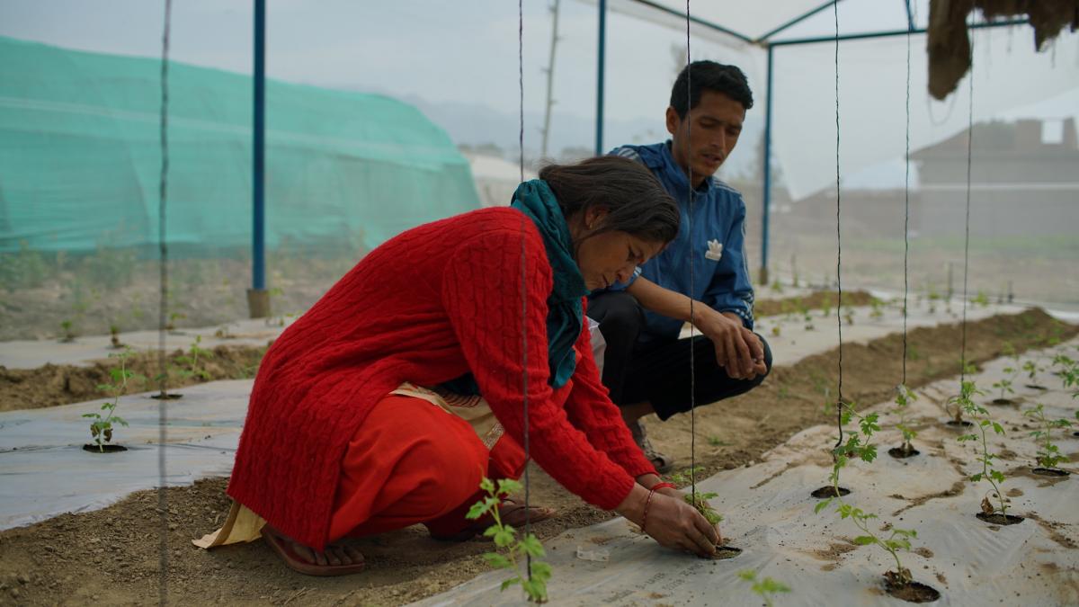 Woman and man planting seedlings in a greenhouse.