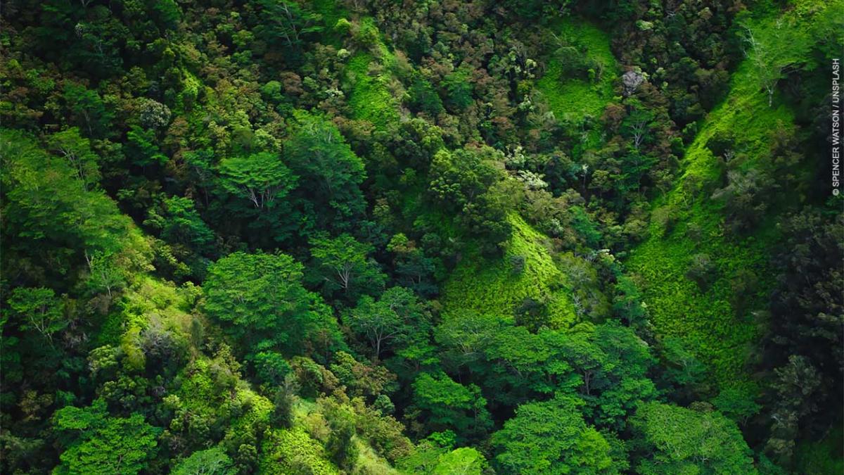 Aerial photo of a lush, green rainforest canopy