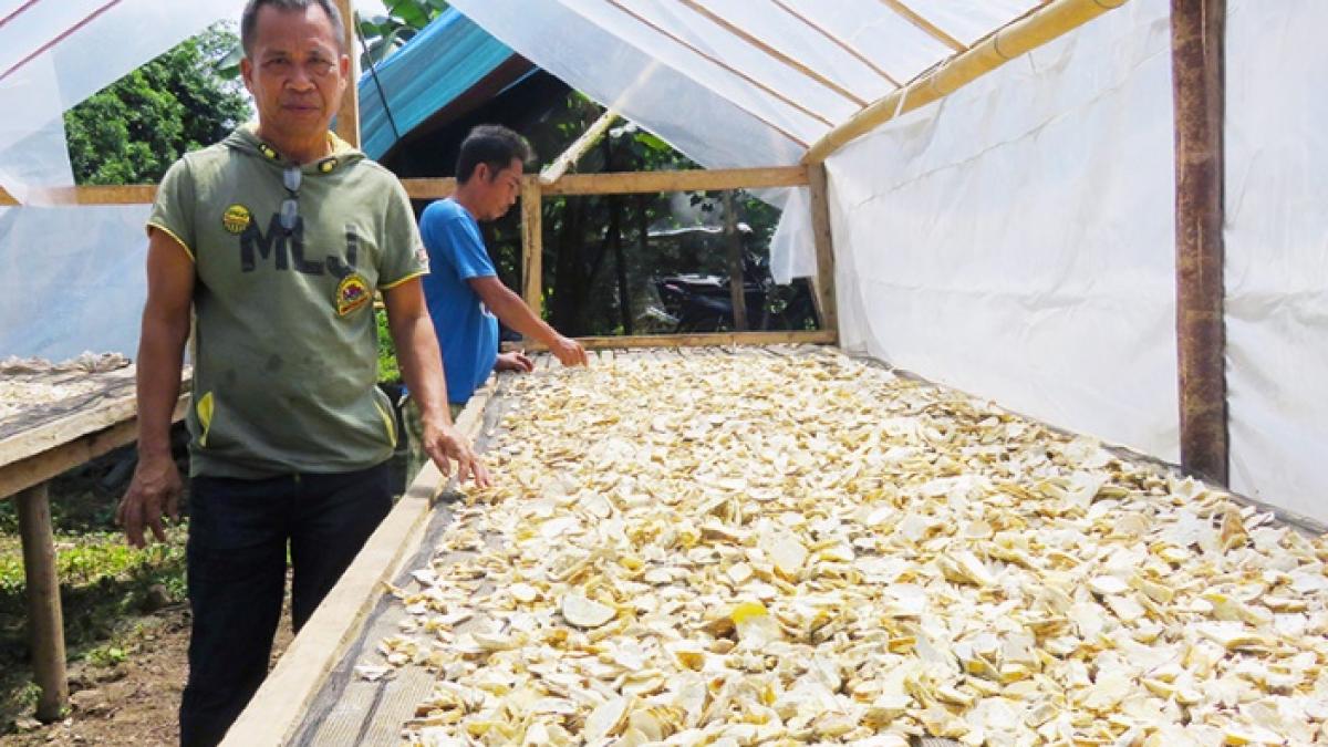 Small-scale Cassava Growers Earn Big in the Philippines
