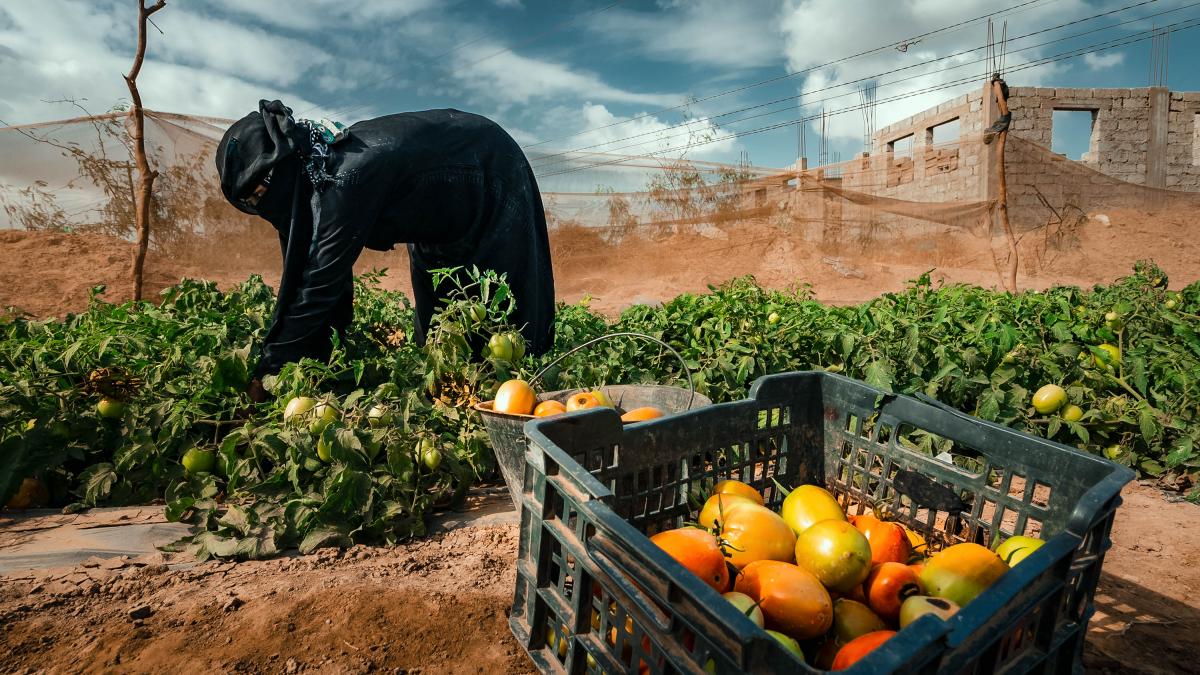 USAID Yemen Tomato Harvesting Photo