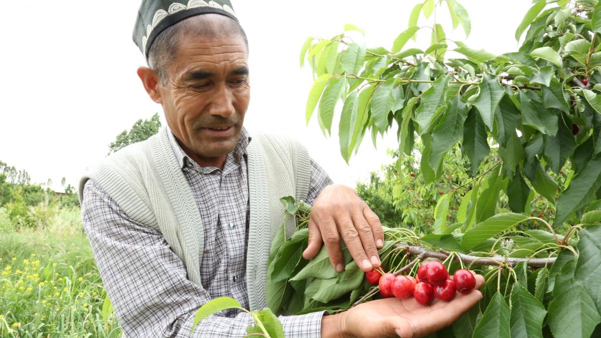 Uzbek farmers working in the field