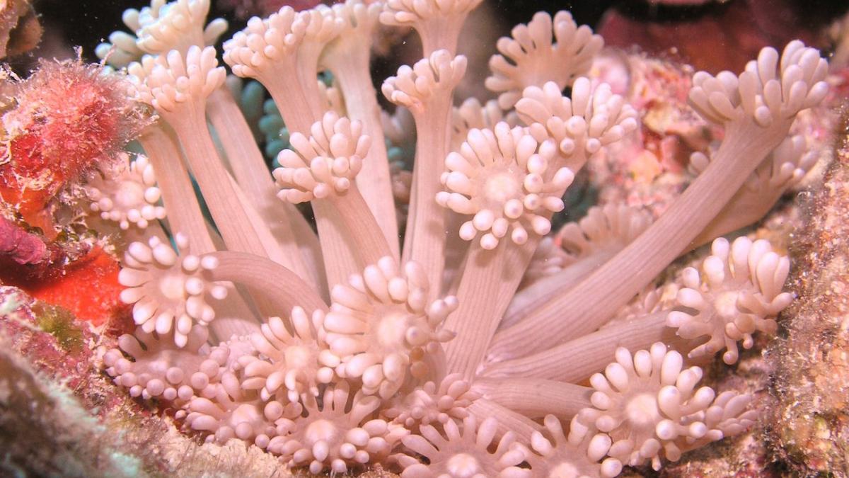 A closeup image of Goniopora coral in the Egyptian Red Sea