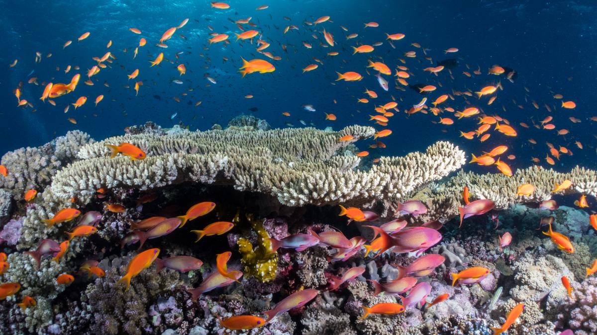 An underwater image of a coral reef ecosystem in Egypt's Red Sea