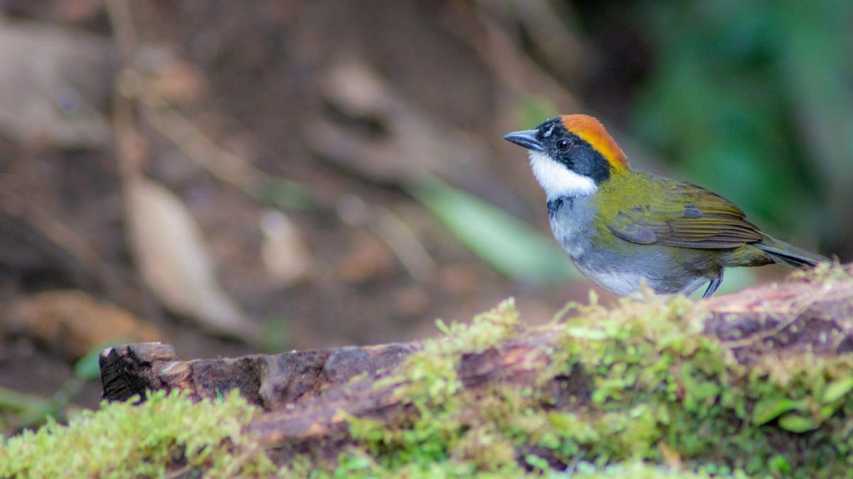A chestnut-capped Brush Finch in nature. 