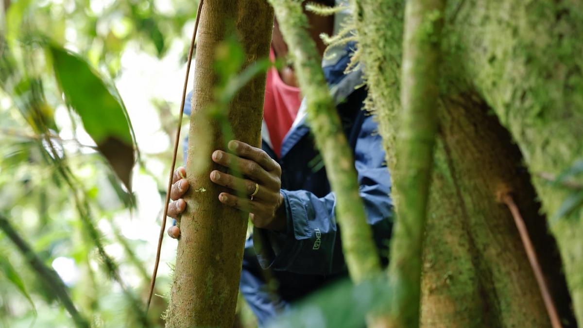 Eneido Fuentes, who heads the Indigenous association Asociacion Mataven Deiyu in the Vichada Department, explains that “the rainforest is alive. This is why nature is heard. It makes sounds. It lives and it is felt.”