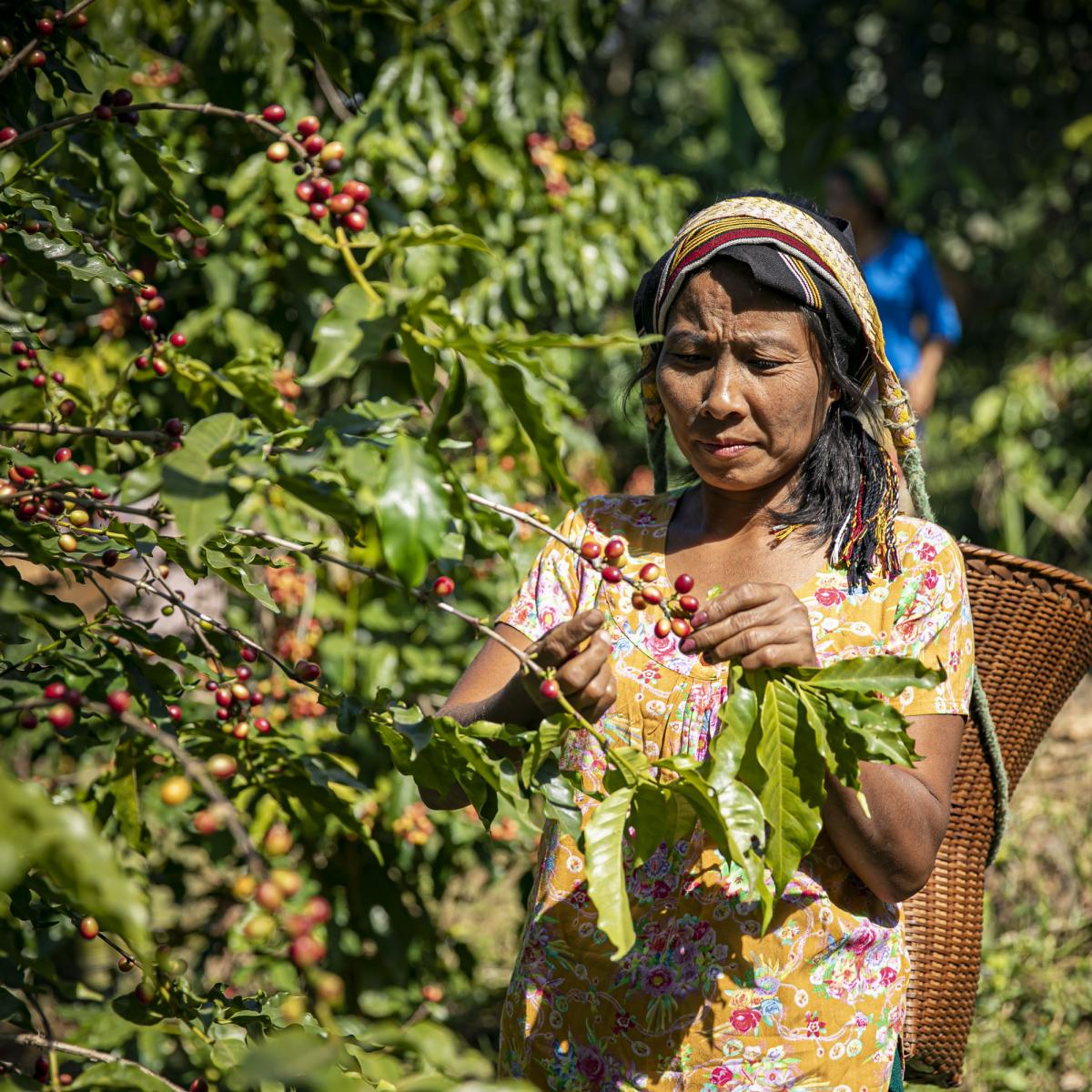 Ms. Zing Pian Mawi Bawm grows coffee in Bangladesh