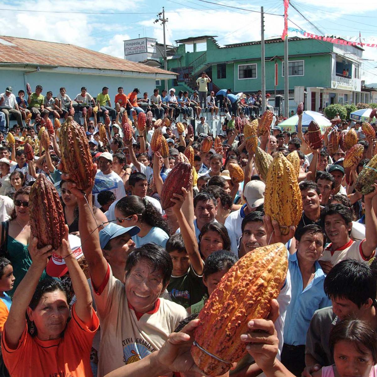 A crowd of cacao farmers in Peru raising hands and holding cacao fruits