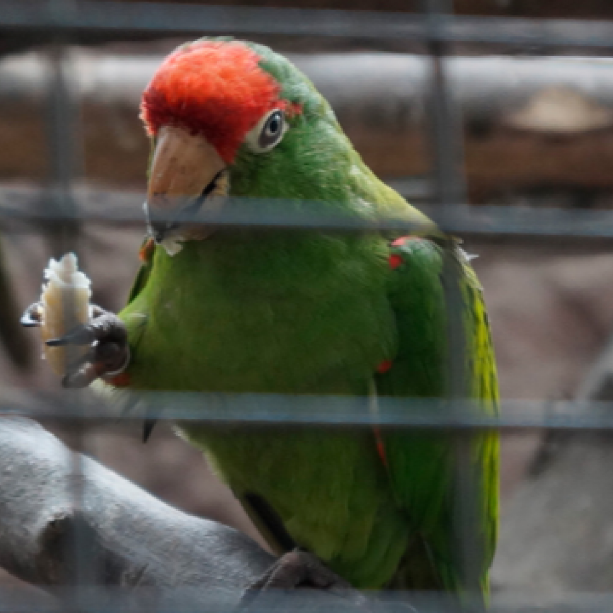 A parrot within a cage