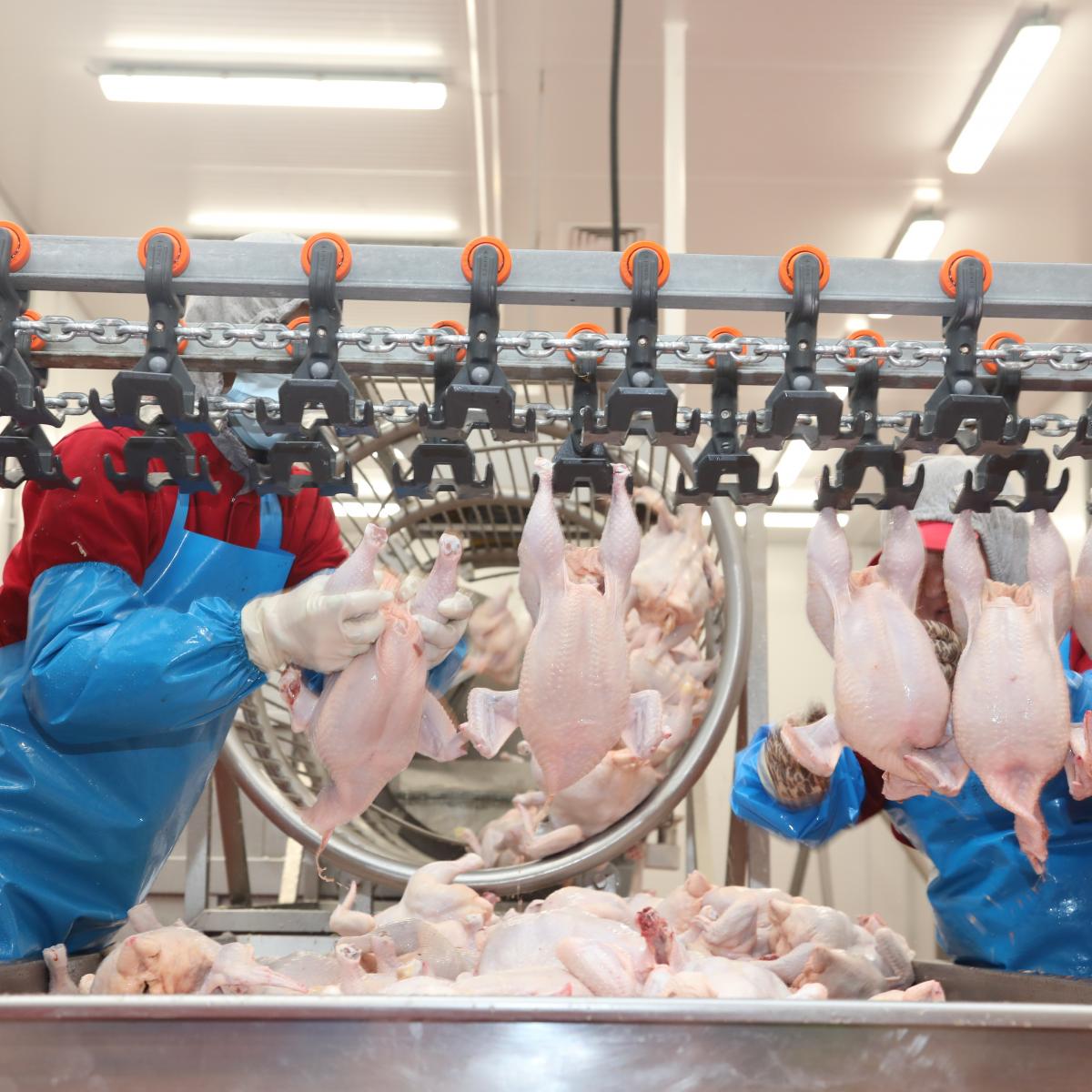 Agro Kush is the largest and only industrial-scale poultry farm in the Kyrgyz Republic. 