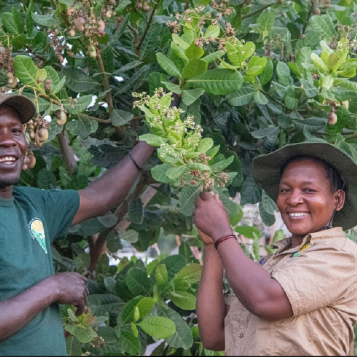 Moses Mashishanga (L) and his wife Mbuke Luvinza Ntala (R) with a cashew plant