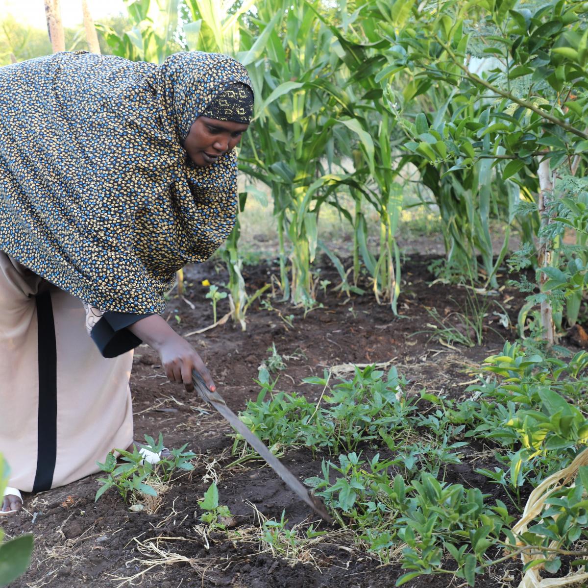 Shinda tending to her farm, Isiolo County, USAID's LMS
