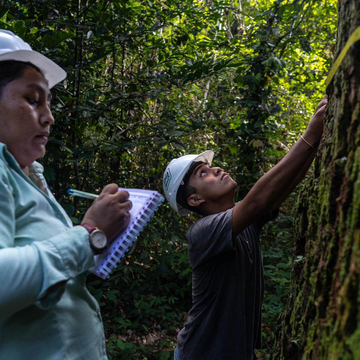 Un hombre y una mujer haciendo mediciones de un árbol en el bosque Amazónico