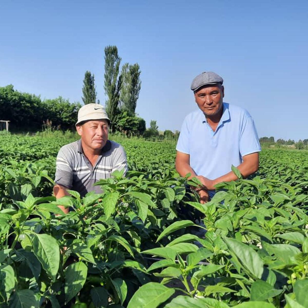 USAID supported Burgondu agricultural cooperative in the Jalal-Abad region to obtain a Good Agricultural Practices audit certificate, an internationally recognized standard for farm production.