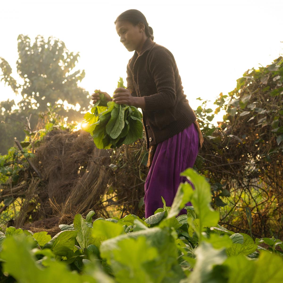 A woman harvesting green vegetation.