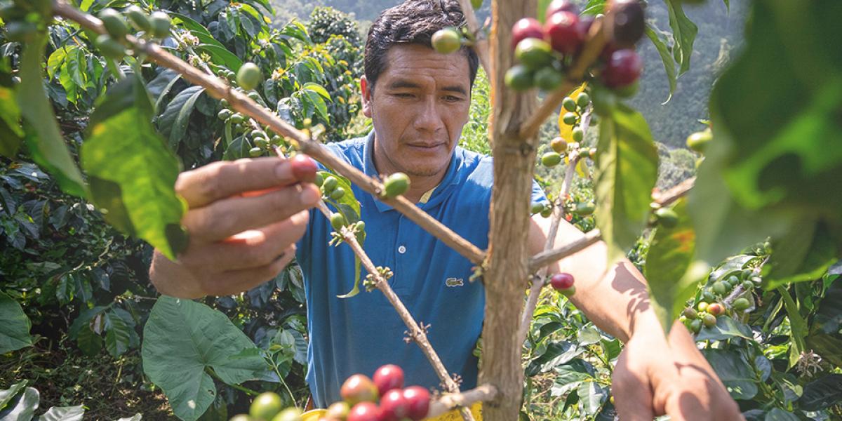 A man sowing coffee beans in the rainforest in Peru