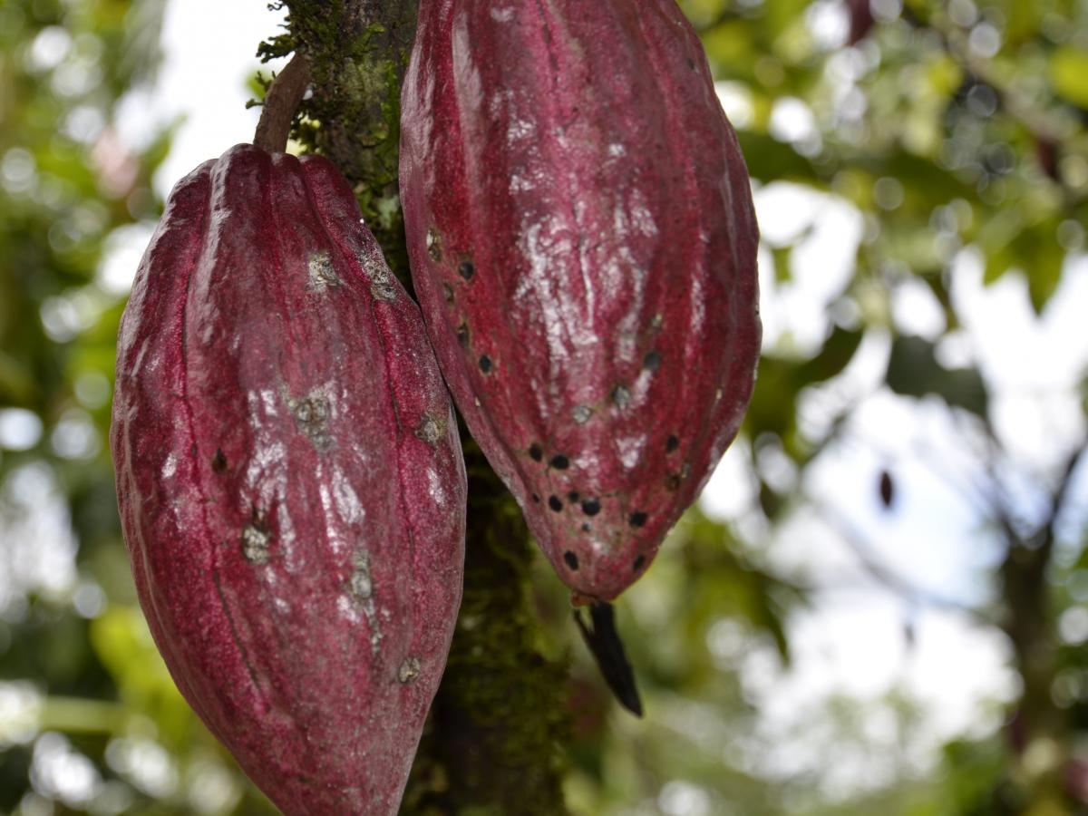 USAID Announces Rp 103 Billion Joint Initiative for a Sustainable, Climate-Resilient Cocoa Industry in Indonesia
