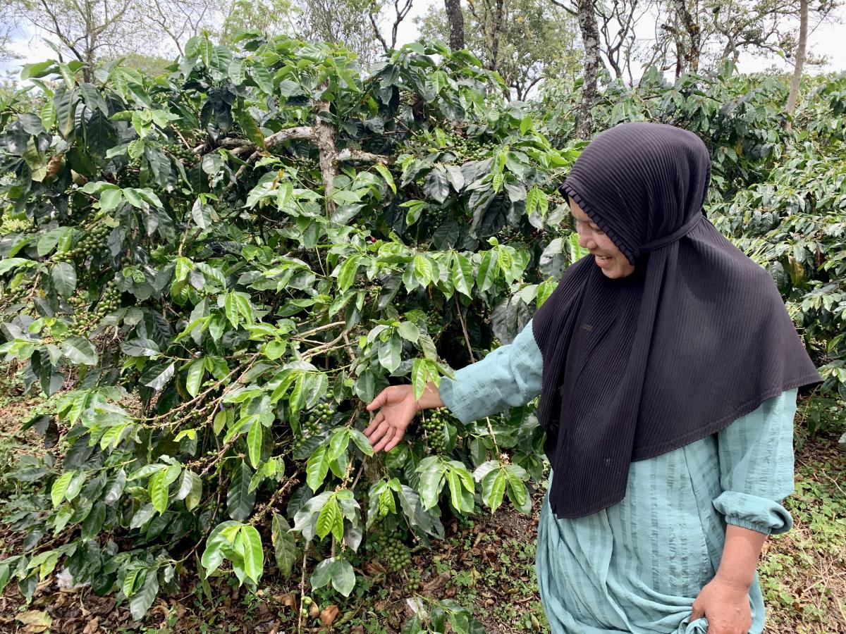 A woman coffee farmer is looking at the coffee beans