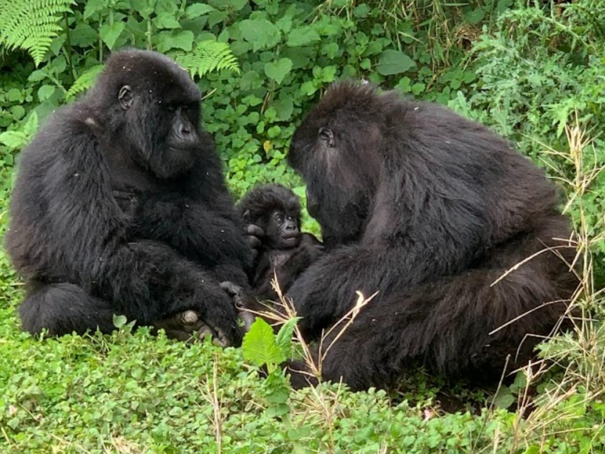 gorilla family with one baby