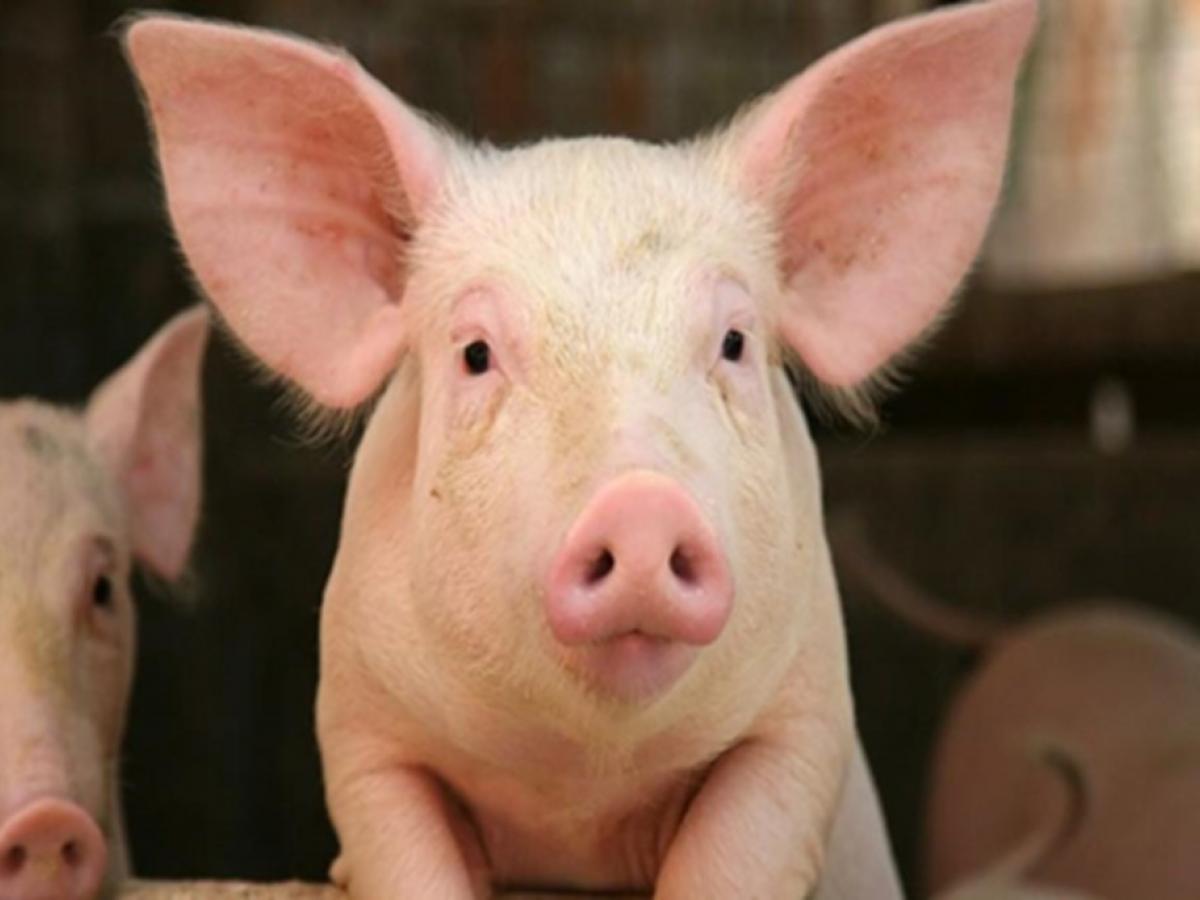 a close-up of a pig