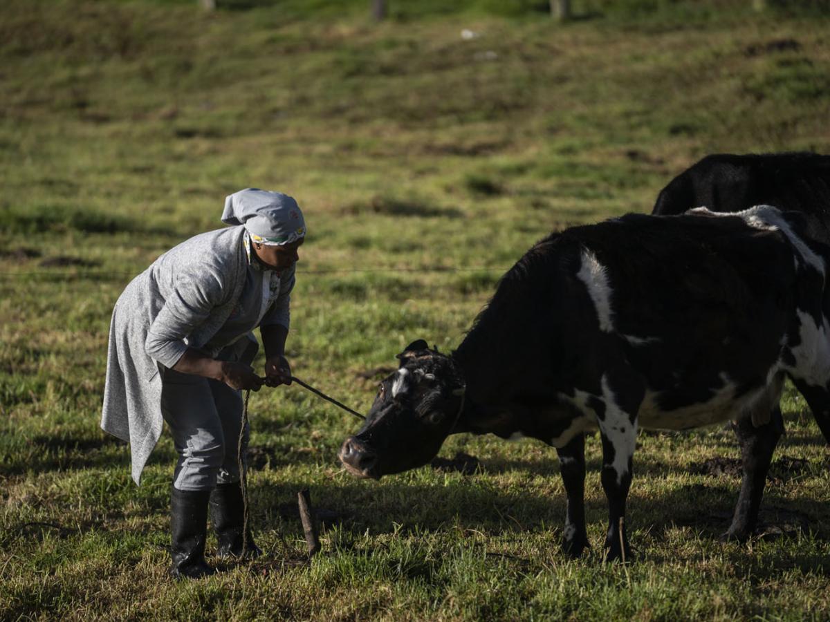 Angie stands in a field slightly bent down while gently pulling a cow by the muzzle in her hometown of Boyacá, Colombia. 
