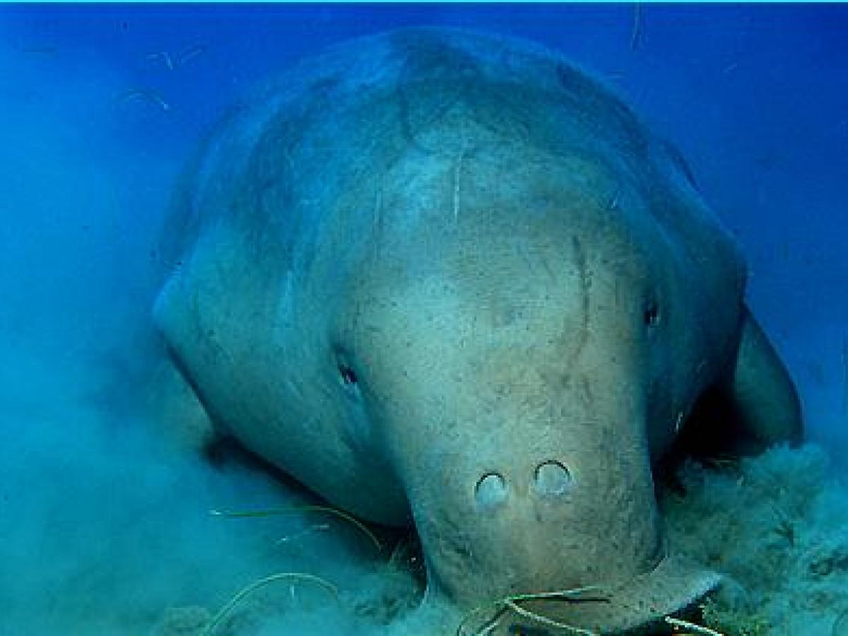 A closeup image of a Red Sea Dugong, or Sea Cow