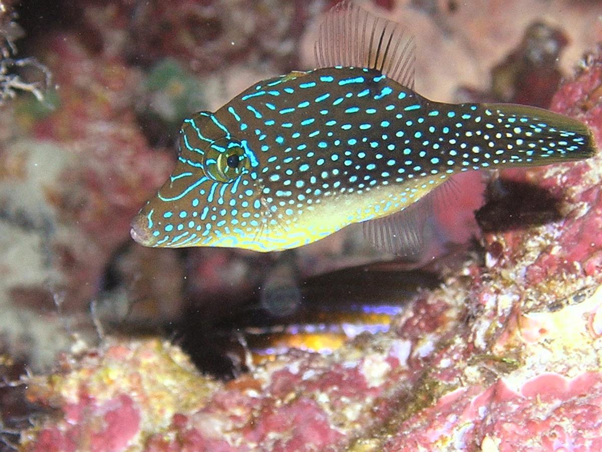 A species of Puffer Fish from the Red Sea