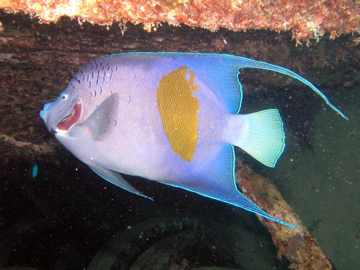 A Red Sea Angelfish