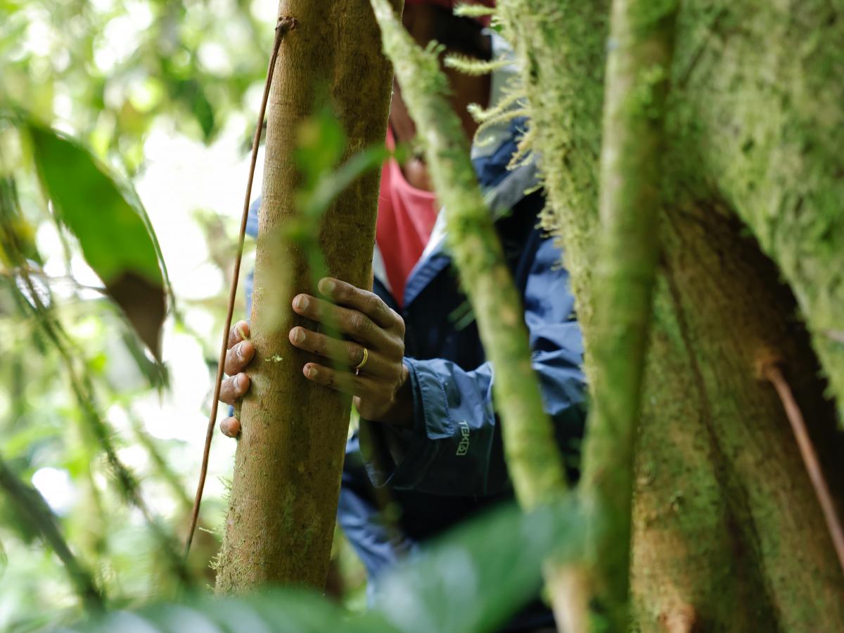 Eneido Fuentes, quien encabeza la Asociación Indígena Mataven Deiyu en el departamento de Vichada, explica que “la selva está viva. Por eso se escucha la naturaleza. Hace sonidos. Se vive y se siente”. 