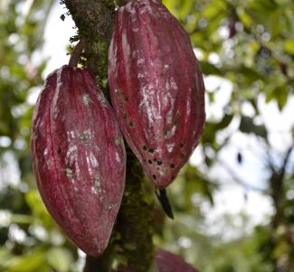 USAID Mengumumkan Inisiatif Bersama Senilai 103 Miliar Rupiah untuk Industri Kakao Berkelanjutan dan Tangguh Iklim di Indonesia