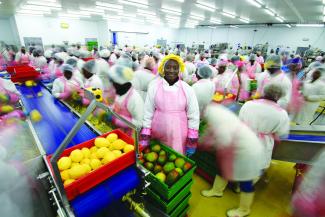 Fruit sorters at Blue Skies, a Trade Hub partner, inside the production facility in Ghana. 