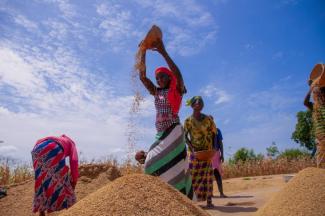 Women manually winnowing rice in northern Ghana
