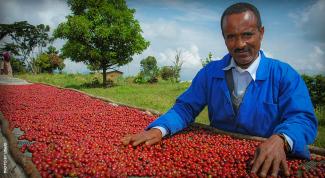 Image of Ethiopian coffee farmer after harvesting berries