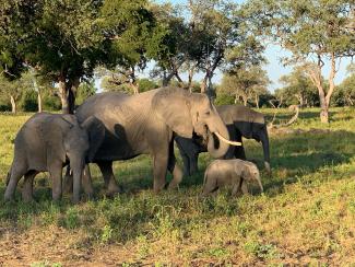 Elephants walking in South Luangwa National Park Zambia